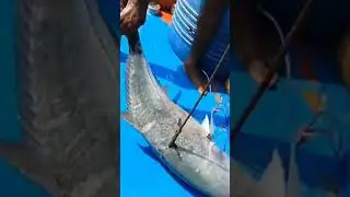 catching giant trevalley black tip trevally
