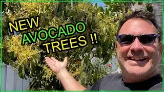 🥑 2024 Знакомьтесь с моими НОВЫМИ деревьями авокадо &mdash; они БОЛЬШИЕ!!
