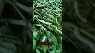 silk worm harvesting #farmers #ytshort #silkworm #रेशीम #silk #viral #silkworwormtocinderella #silk