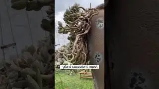 Giant succulent repot