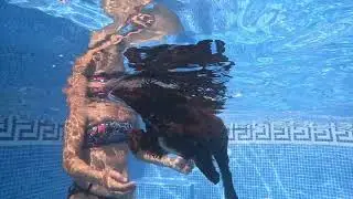 Spanish Water Dog learning to swim in a pool.