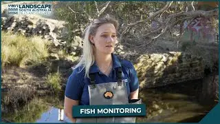 Monitoring native fish at Waitpinga, Fleurieu Peninsula