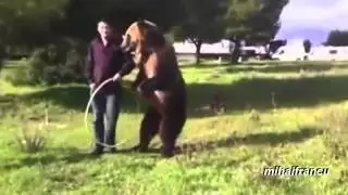 Funny And Cute Bears Acting Like Humans Compilation 2014 [NEW]