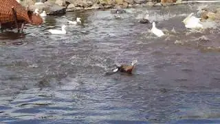 Ducks splashing in the water