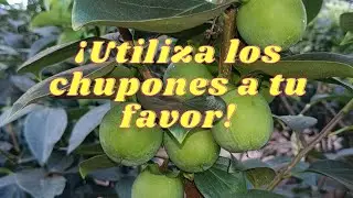 Gestión de chupones(como hacer para que hagan fruta)*caqui*