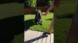 Close Call! Black Bear Wanders Into Backyard &mdash; Parent&rsquo;s Quick Reaction Saves the Day 🐻😱
