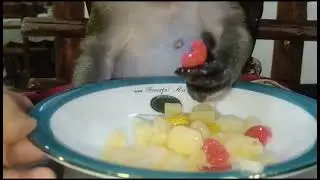 Dinner Times Mixfruits Tonight