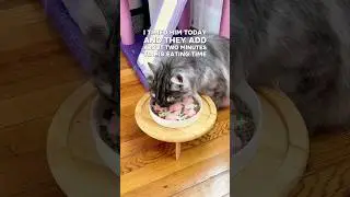 Cat Slow Feeder Bowls #cat #kitten #catcare #cattips #catbowl #slowfeeder #catfood #siberiancat