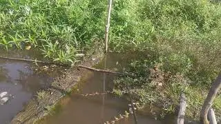 Mancing Pinggiran Sungai Barang Hari #mancing #fishing #fish