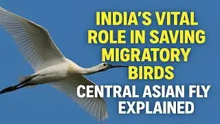 India&rsquo;s Vital Role in Saving Migratory Birds | Central Asian Flyway Explained