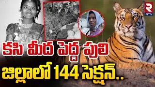 మరోసారి పెద్దపులి దాడి.. | Tiger Fear At Adilabad District | RTV