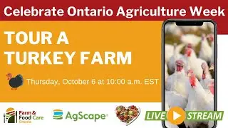 Virtual Field Trip: Turkey Farm