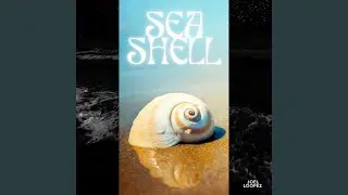 Seashell