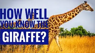 Giraffe || Description, Characteristics and Facts!