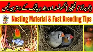 Nesting Material & Fast Breeding Tips of Love Birds and Finches in Urdu By |Arham|., Video. 367