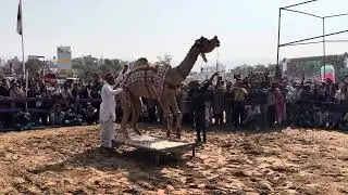 utt ka dance camel dance