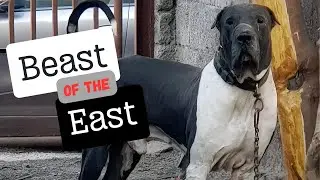Bully Kutta 