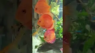 Discus super color