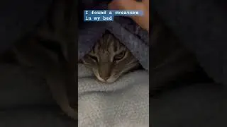I found a cute creature in my bed #cat #cute #cosycat #catworld