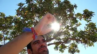 Mastiha: The Unique Mastic Gum of Chios People Call &lsquo;White Gold&rsquo;