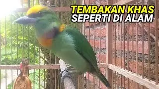 Takur tohtor gacor nembak seperti di alam