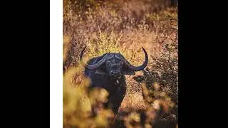 African Animal Art Print Gifts for this Christmas Season #artprint #wildlife #photography