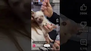 they have taken the form of dogs #edit #meme #shorts