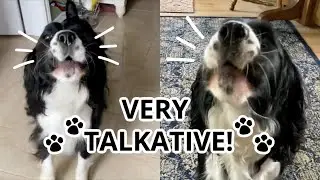 VERY Talkative Springer Spaniel! (Howling Compilation Pt.2)