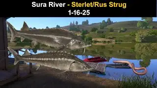 Russian Fishing 4, Sura River - Sterlet/Rus Strug   1-16-25