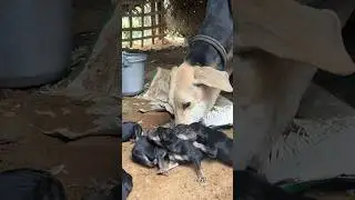 Vettai naai #puppies #chippiparai #kanni #pets #dogtraining