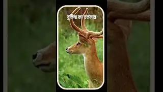 Loktak Lake | World's Only Floating National Park: Keibul Lamjao National park | Dancing Deer