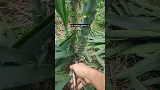 Pruning Yucca