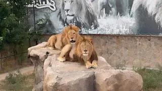 Вечерняя ария Сириуса..и сладкий сон Гирейцев. #тайган #animals #lion 
