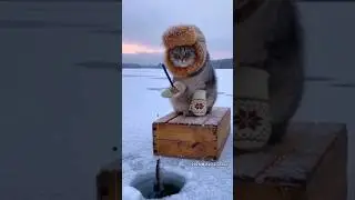 Cute cat fishing #animals #cat #funny #cats #catshorts #catvideos #rautarunnari