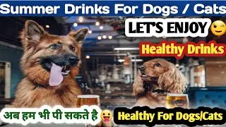 Summer Drink For Dogs/Cats 😍 || गर्मियों मे Dog को ये पिलायें || ठंडा - ठंडा Cool-Cool 😍 || #drinks