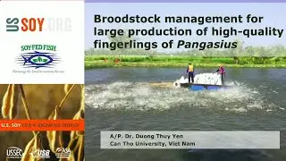 Broodstock management for Iarge production of high-quality fingerlings of Pangasius