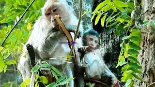 Good Night Baby Jilla, Delena, Jill & Monkey Dee Dee, Have a good Dream # How Monkey Cry