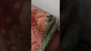 Чернолобый сорокопут Пудик играется (Lesser grey shrike.  Lanius minor).