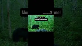 🐻𝙁𝙀𝙀𝘿 𝙏𝙃𝙀 𝘽𝙀𝘼𝙍𝙎!🐻 #bearhunting #bearbaiting #hunting #huntingminnesota