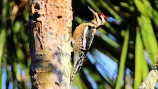 Yellow Bellied Sapsucker