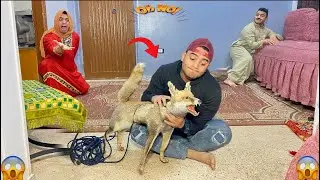 لما اخوك الصغير يجيب تعلب 🦊فالبيت ويخوف امك وابوك بيه |عمر نصر