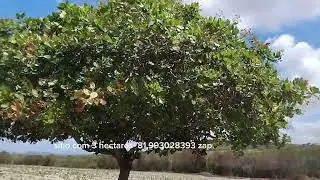 Estou vendendo este sitio com 3 hectares  valor 43 mil documento de compra e venda feito em cartório