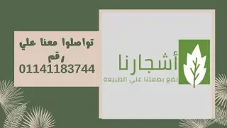 الماهوجني افلست اصحابها؟