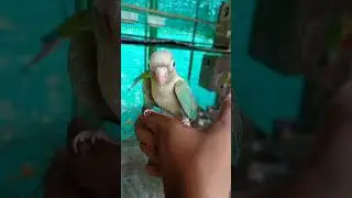 DAN MATHEW'S EXOTIC BIRDS FARM THANJAVUR TAMILNADU FULLY TAMED BLUE PINEAPPLE CONURE 8122225152