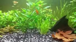 5. Akwarium 112l - cryptocoryne nevillii, liście dębu