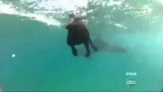 Dog Swims With Dolphin: Caught on Tape