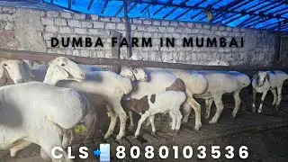 Turkey Dumba Palan in Mumbai| Dumba breeding setup complete information| Dumba for Sale📲8080103536