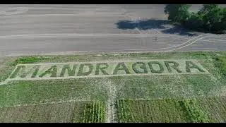 Greetings from Mandragora Park to Elon Musk | Pozdrowienia z Parku Mandragora dla Elona Muska