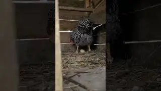 O găină &icirc;n timp ce ouă