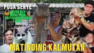MGA PANGDIINAN NA CAT BREEDS | PUSA SERYE | AUGUST 17, 2025
